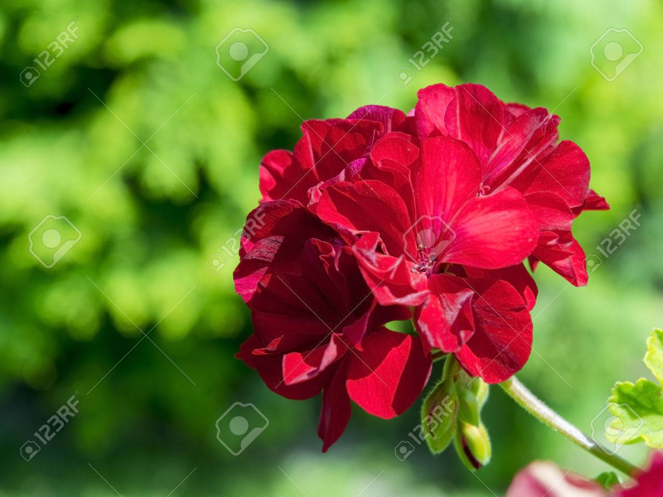 赤いゼラニウムの花 の写真素材 画像素材 Image 赤いゼラニウムの花 の写真素材 画像素材 Image