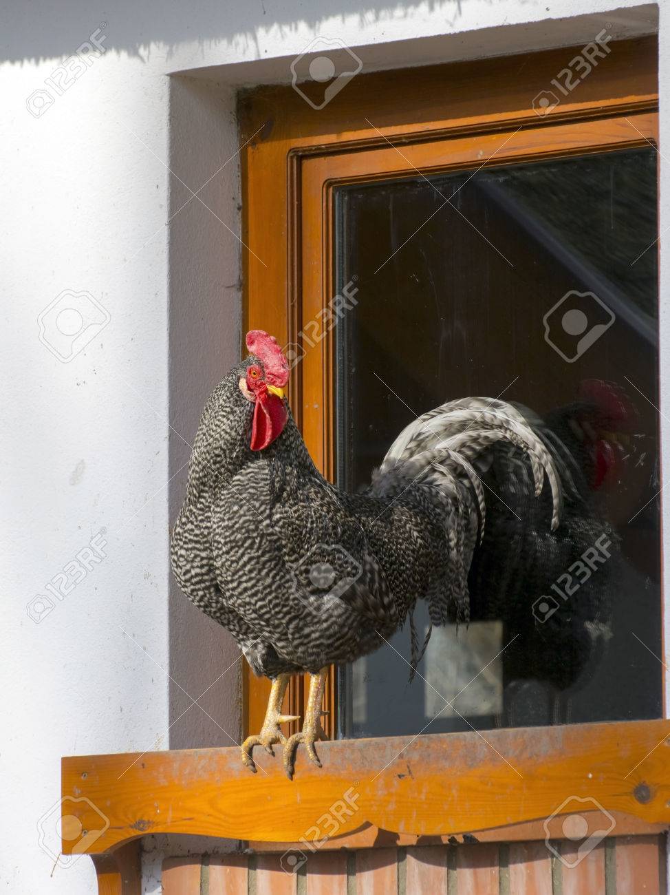 Speckled Cock (Gallus Domesticus) In The Window Stock Photo, Picture And  Royalty Free Image. Image 37085203.