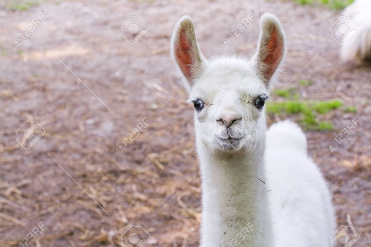 full white llama lama