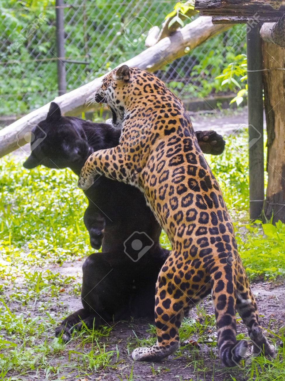 黒と斑点を付けられたジャガー パンテーラ Onca レスリングします の写真素材 画像素材 Image