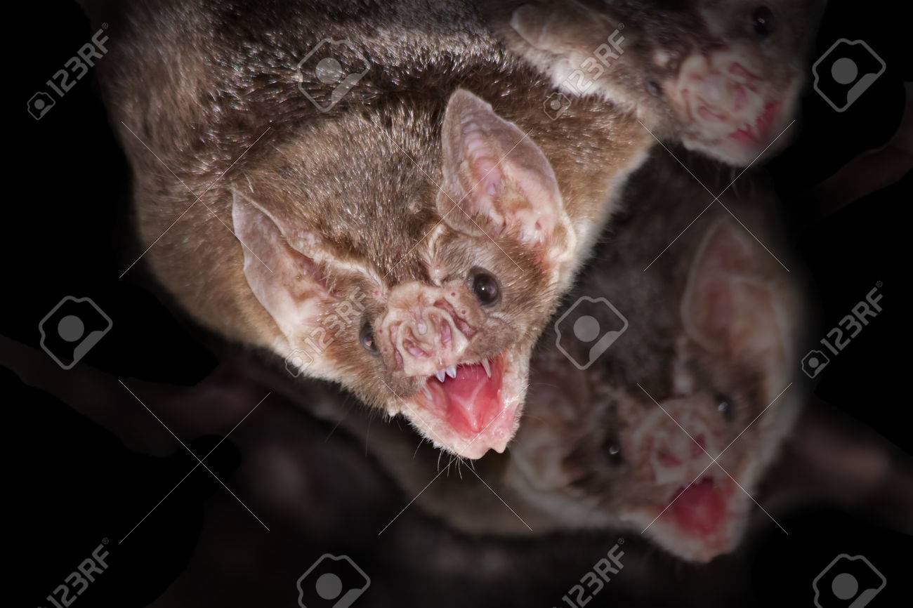 黒い背景と一般的な吸血コウモリ ナミチスイコウモリ の写真素材 画像素材 Image