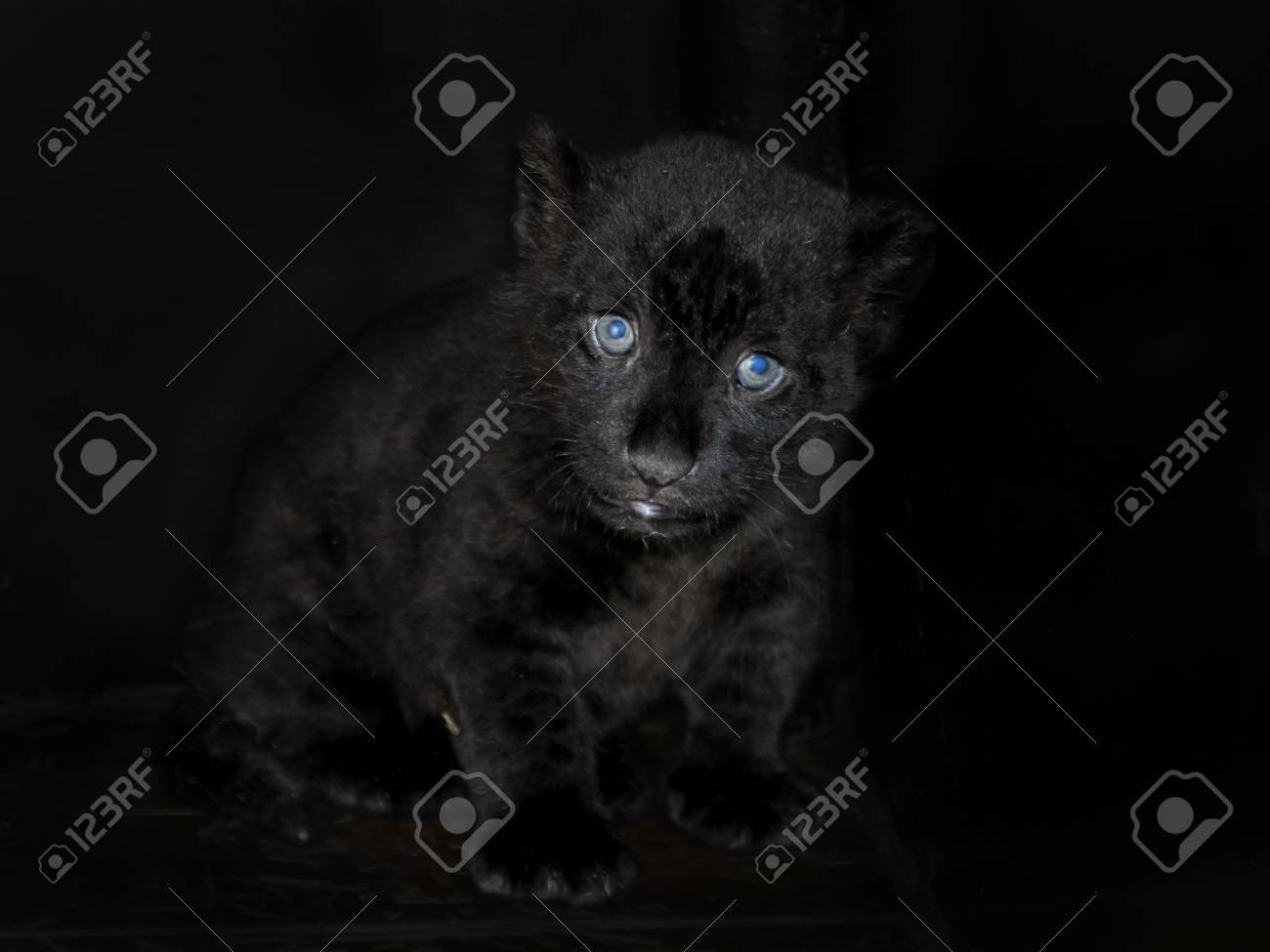 黒いジャガー パンテーラ Onca カブの家 の写真素材 画像素材 Image