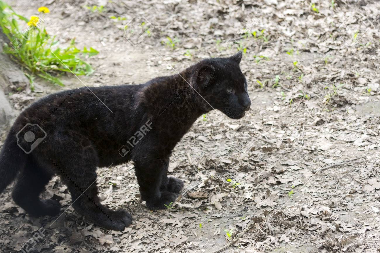 puma negro cachorro