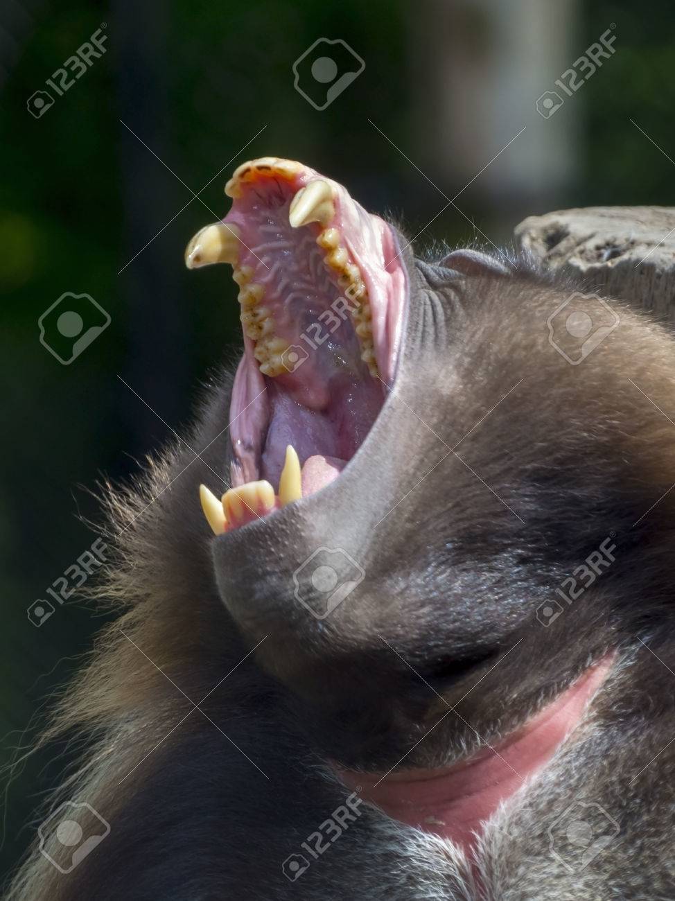 etiam-dictum-ipsum-a-felis