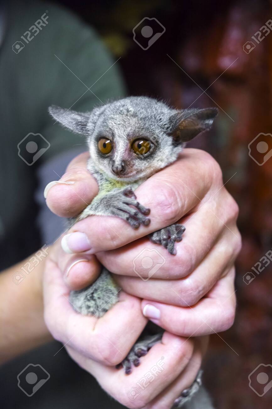 Senegal Bushbaby In Hand Stock Photo Picture And Royalty Free Image Image