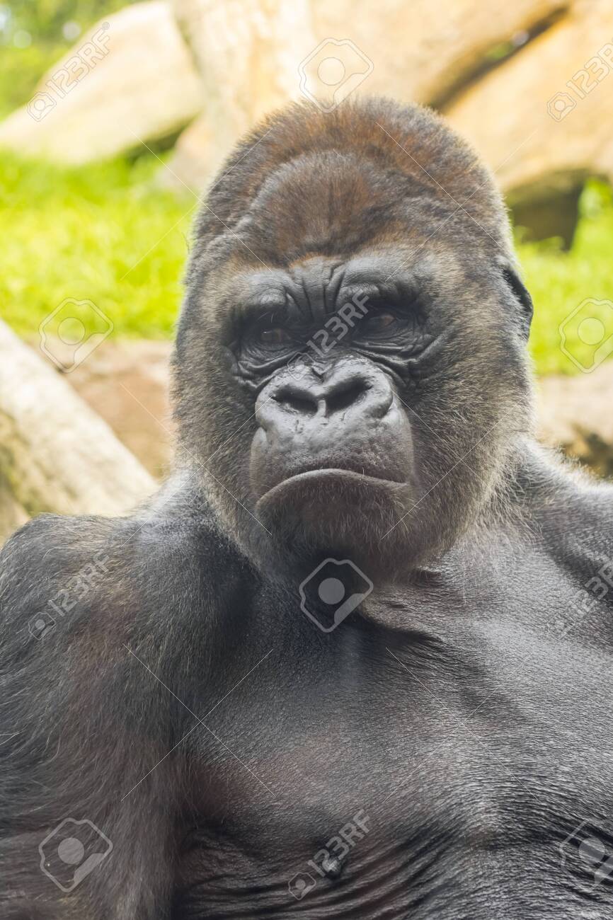 Western Lowland Gorilla (Gorilla Gorilla Gorilla) Male Stock Photo, Picture  and Royalty Free Image. Image 143291137., image size:866x1300