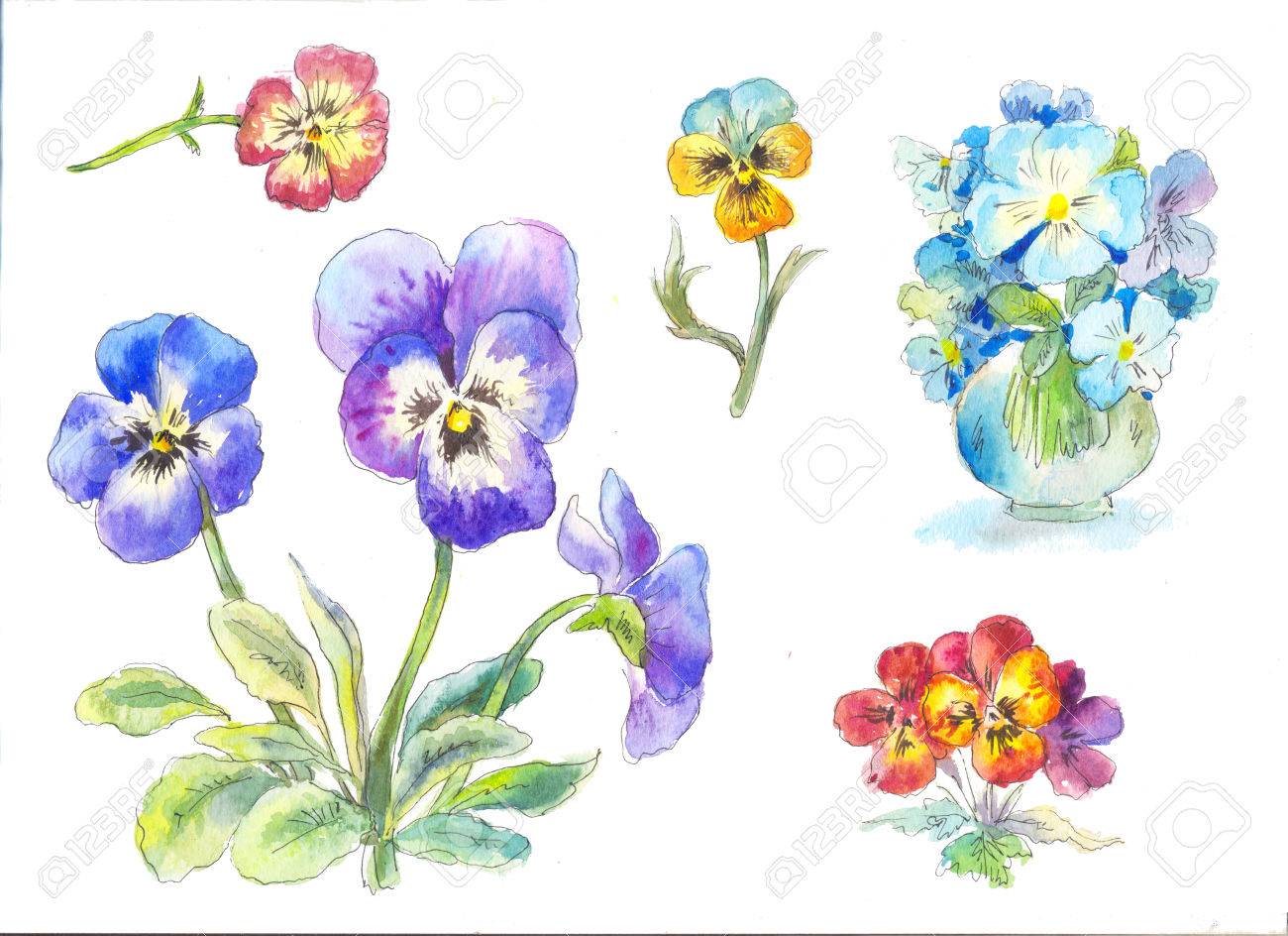 Pansy Watercolor Painting Stock Photo Picture And Royalty Free Image Image