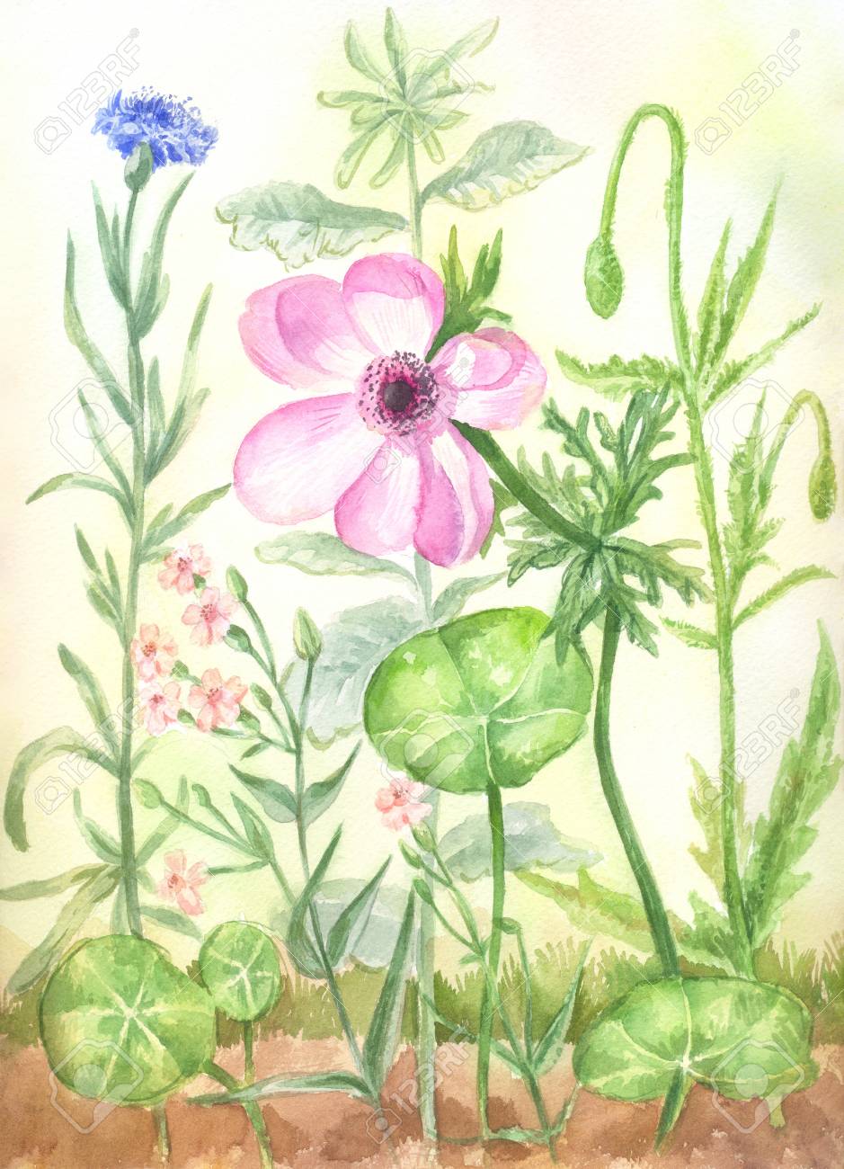 水彩画の花の庭 ケシの花 ヤグルマギク キンレンカの絵画 イラスト ポスター 植物の背景やはがきに適して の写真素材 画像素材 Image