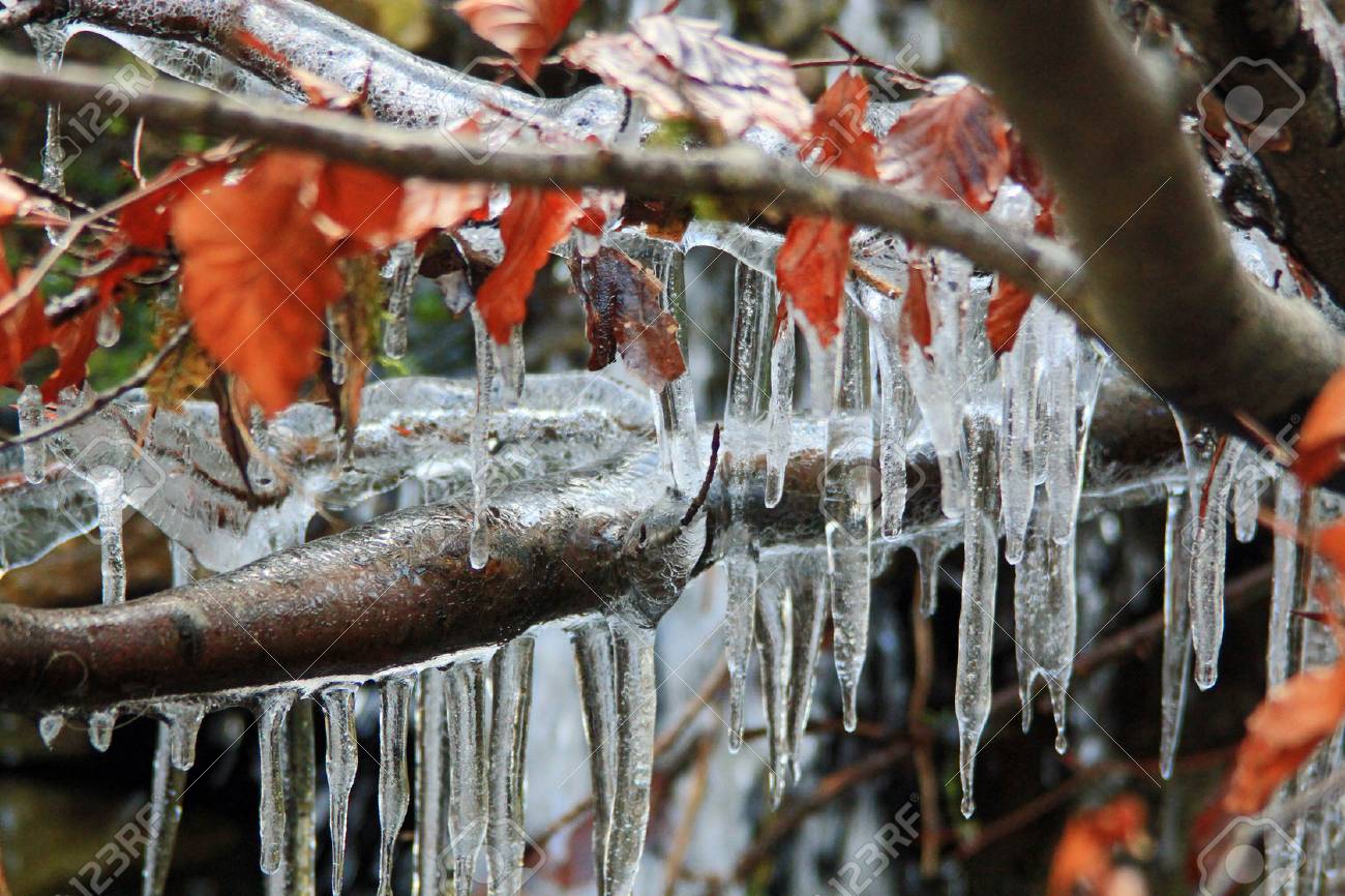 Frosty Icicles Hanging In Winters Chill Backdropped By Blurred Tree Trunk  And Frozen Water Photo Background And Picture For Free Download - Pngtree, image size:1300x866