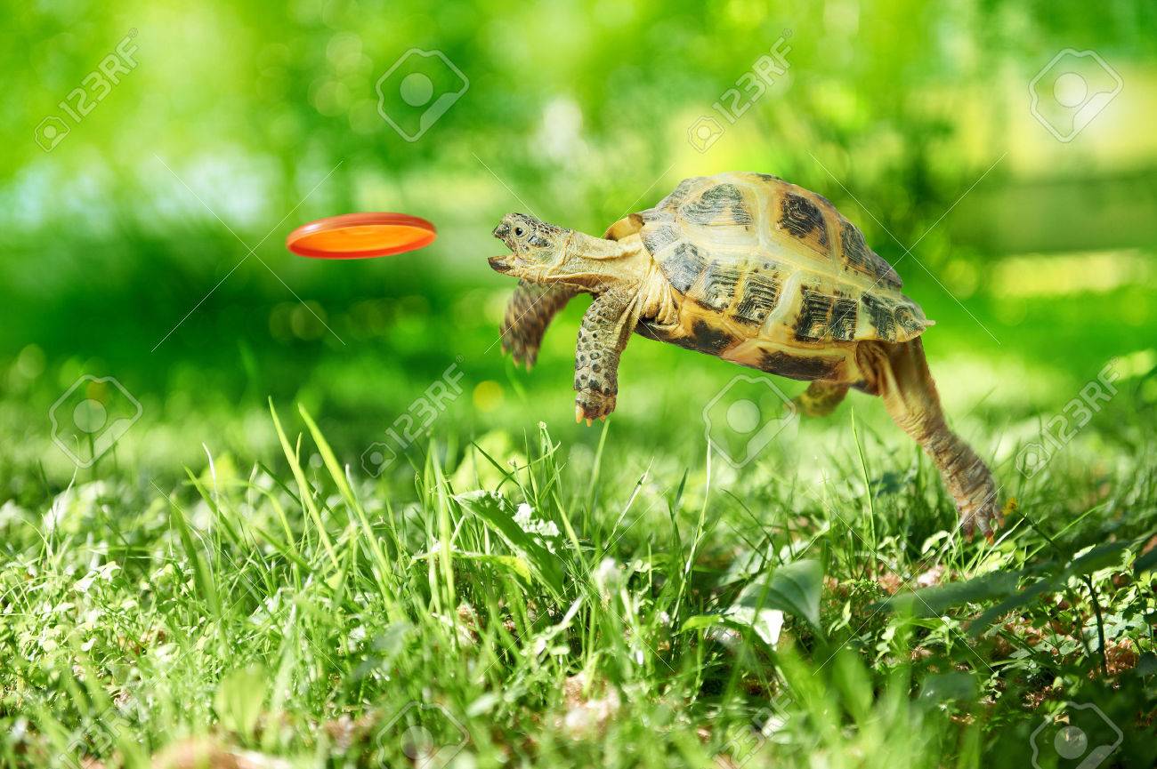 Turtle jumps and catches the flying disk - 22448105 Turtle jumps and catches the flying disk - 22448105