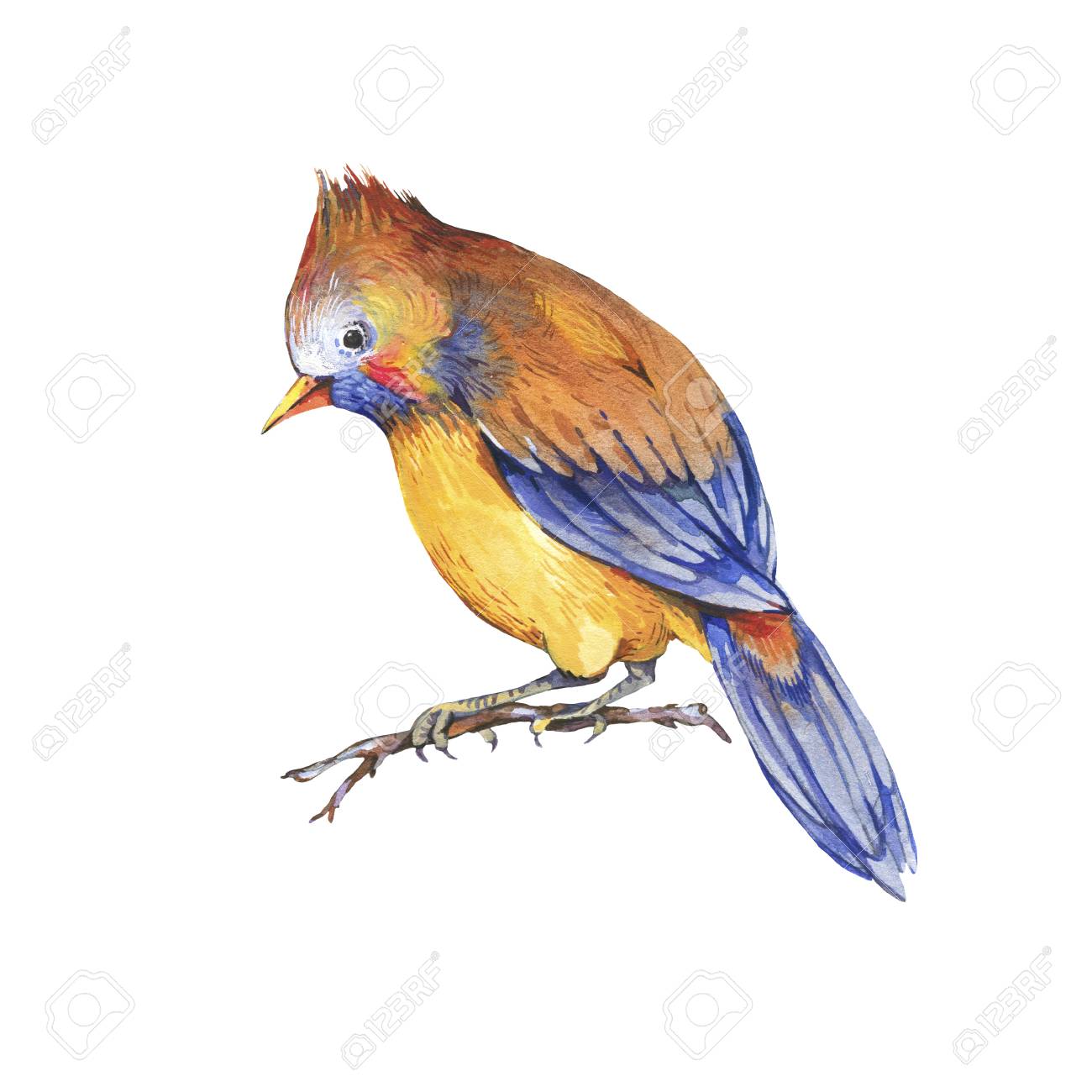 ファンタジーの鳥の水彩画 ファンタジーの鳥の水彩画 【公式通販】