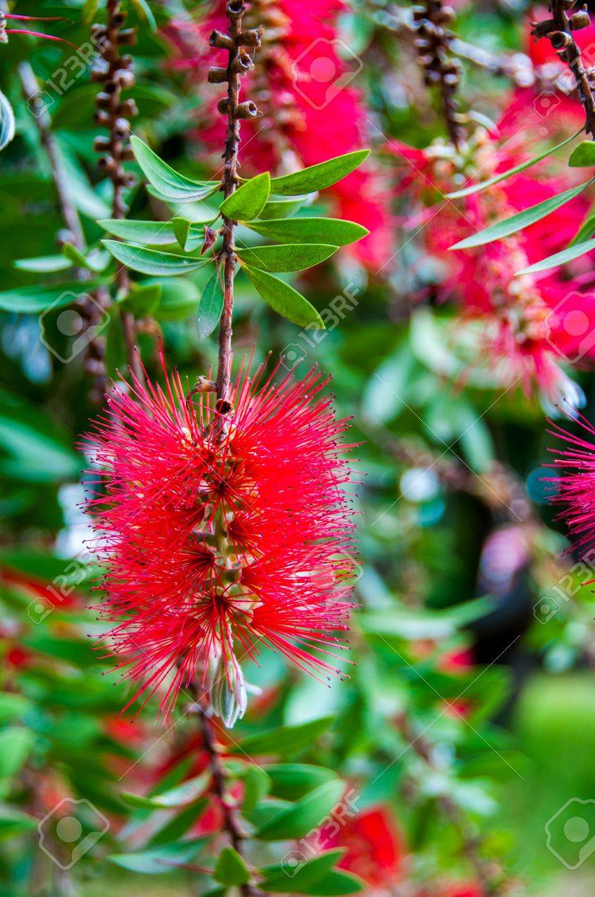 赤いボトル ブラシの木ブラシノキ花 自然な背景 の写真素材 画像素材 Image