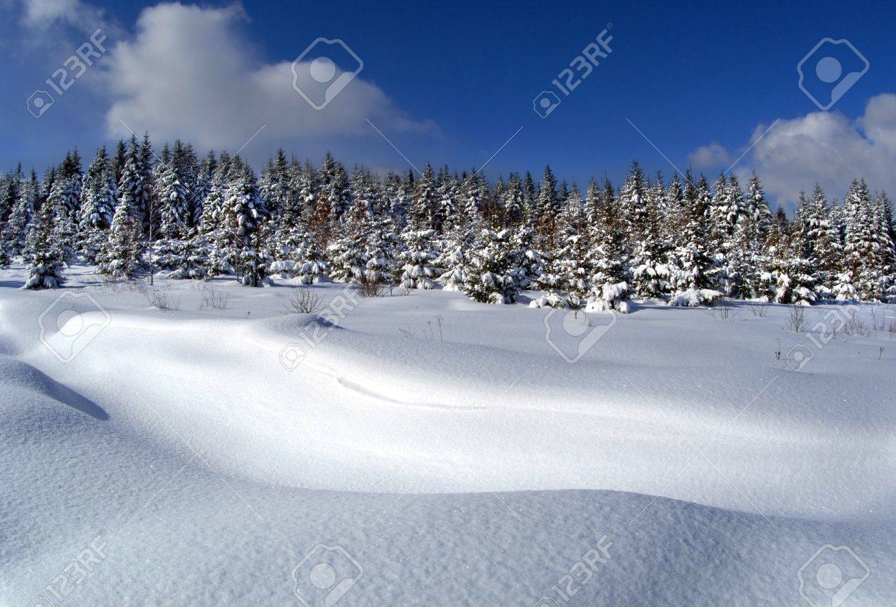 Paysages De Montagne Hiver Ciel Couvert Forêt Enneigée