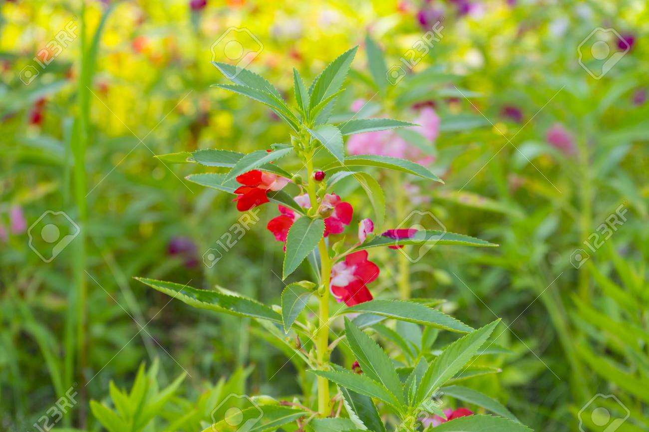 Red Garden Balsam Impatiens Balsamina Linn Flower In Garden Stock Photo Picture And Royalty Free Image Image 106603927