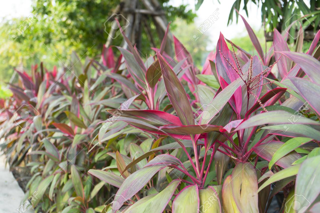red and green leaf plant of Cordyline fruticosa in garden red and green leaf plant of Cordyline fruticosa in garden