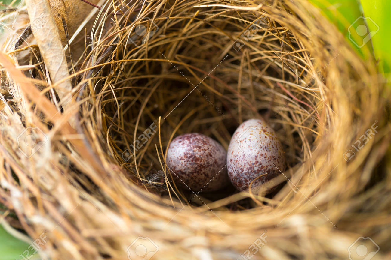 Close Up De Ninho De Pássaro Com Ovo. Foto Royalty Free, Gravuras, Imagens  e Banco de fotografias. Image 170520531, image size:1300x867