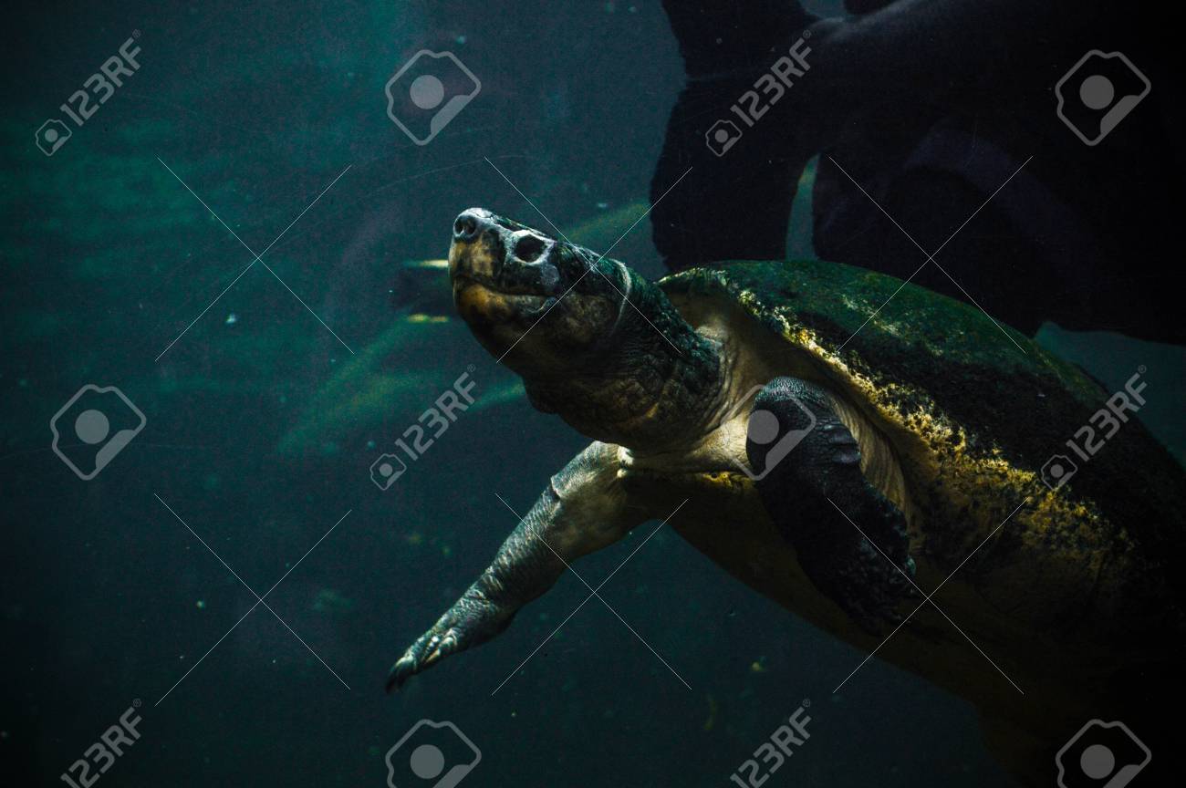 etiam-dictum-ipsum-a-felis