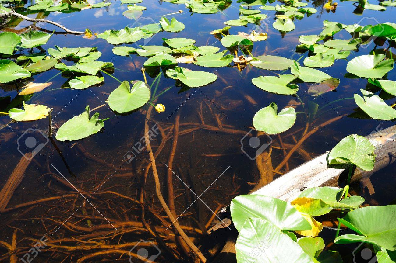 Lily Pads Floating On The Crystal Clear Water Of A High Sierra Stock Photo Picture And Royalty Free Image Image