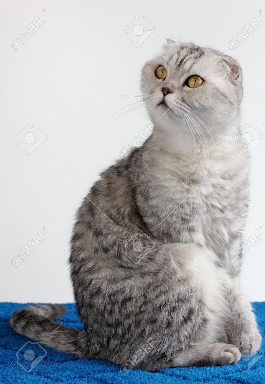 Scottish Fold Chat Whiskas Couleur Gris Raye Banque D Images Et Photos Libres De Droits Image