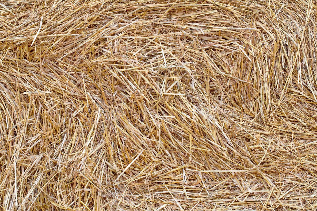 dry yellow hay background