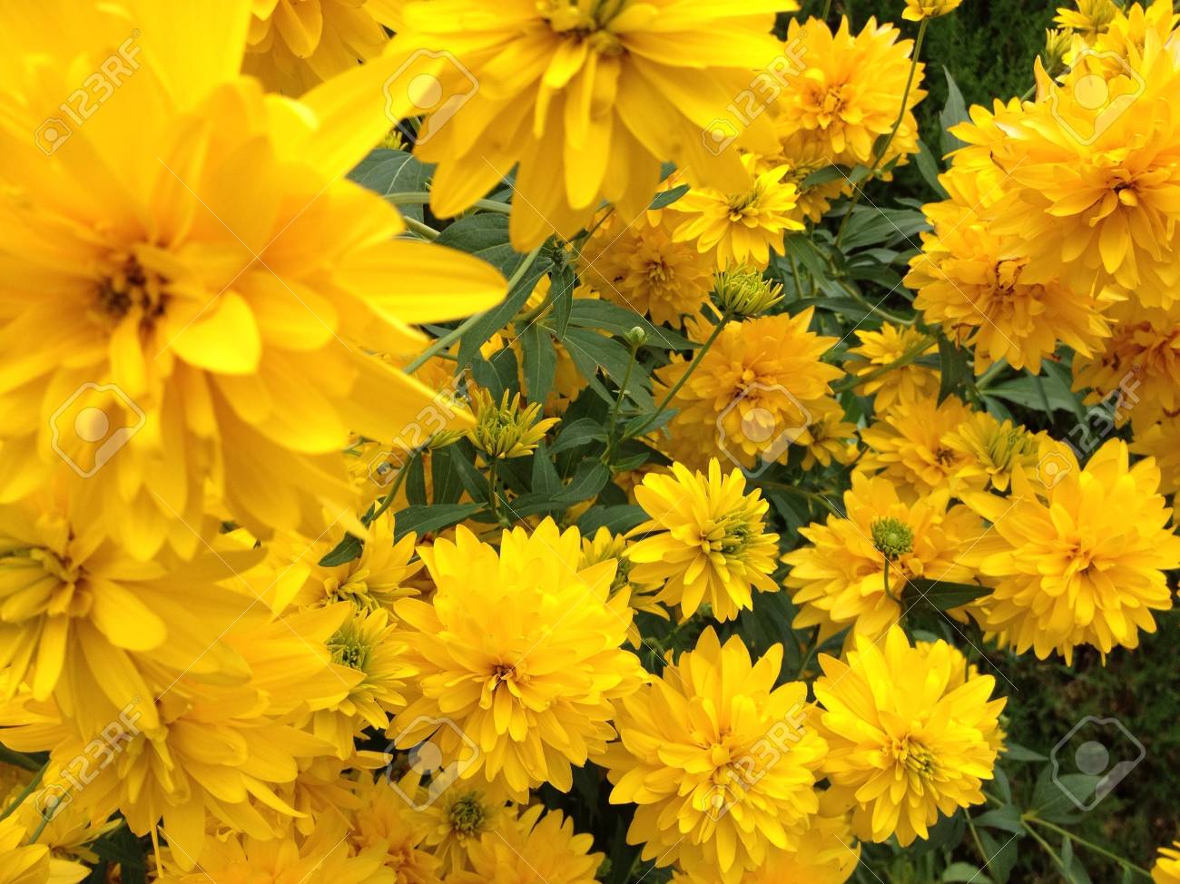 etiam-dictum-ipsum-a-felis