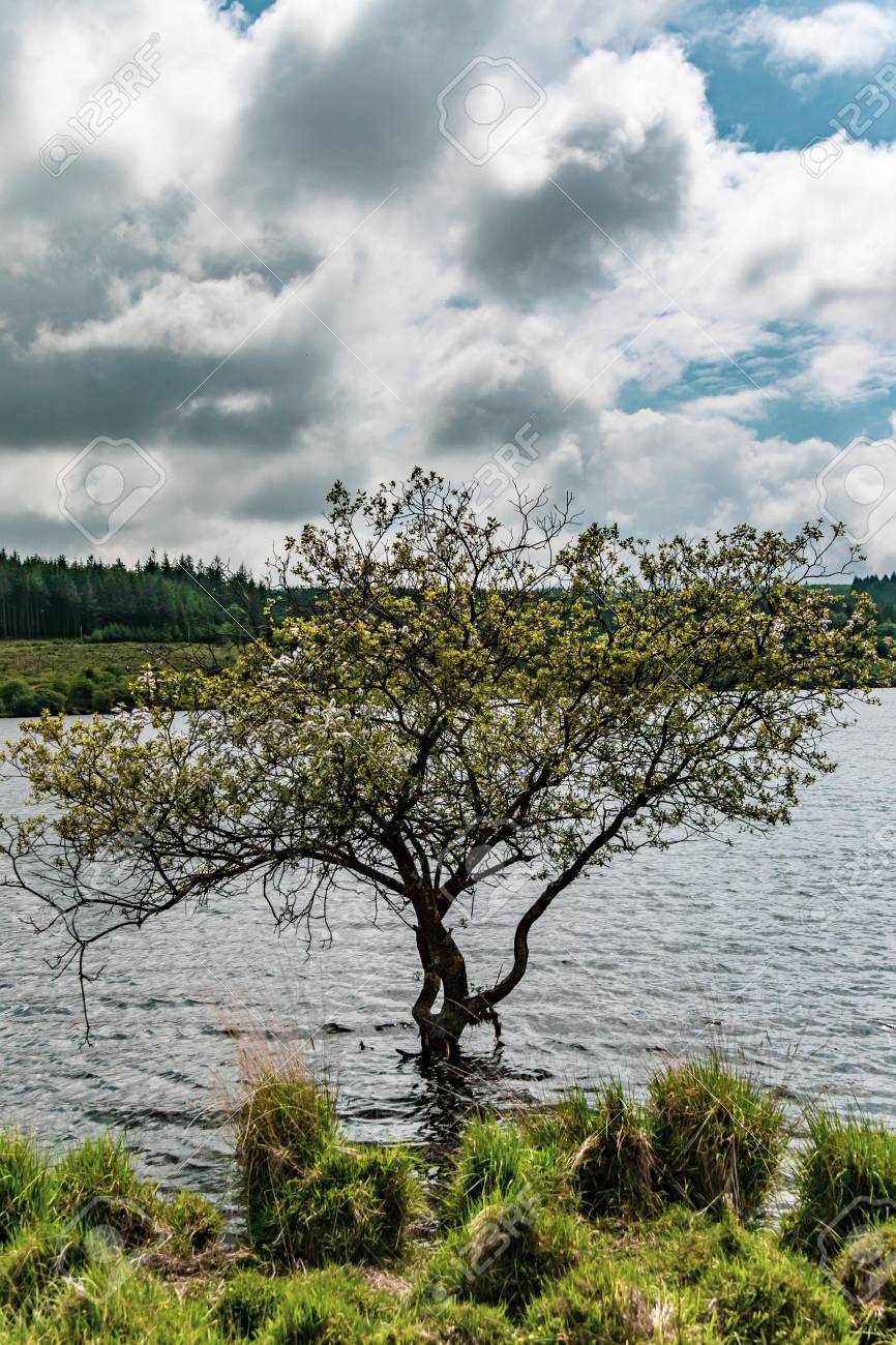 A Tree Growing In The Lake Caused By Fernworth Dam In Dartmoor National Park Devon United Kingdom Royalty Free Fotografie A Reklamni Fotografie Image A Tree Growing In The Lake Caused By Fernworth Dam In Dartmoor National Park Devon United Kingdom Royalty Free Fotografie A Reklamni Fotografie Image