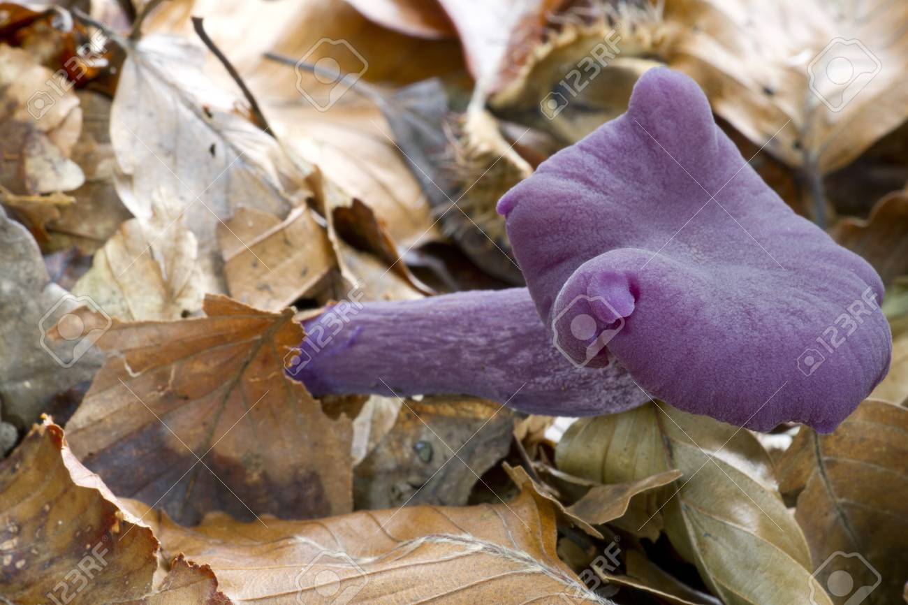 紫色のキノコ の写真素材 画像素材 Image