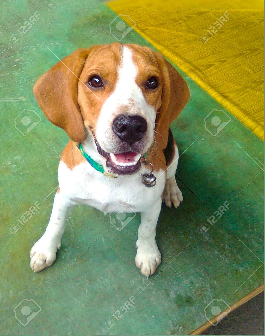 beagle female dog