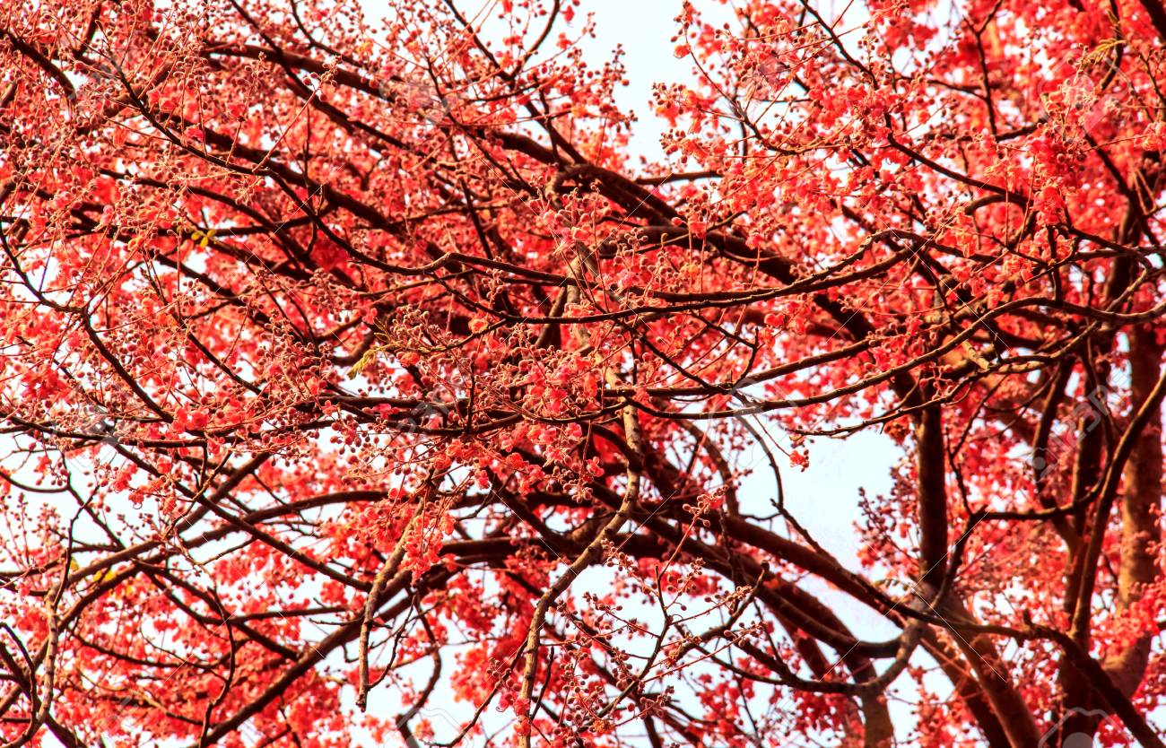 Fleur Rouge Sur L 39 Arbre En été