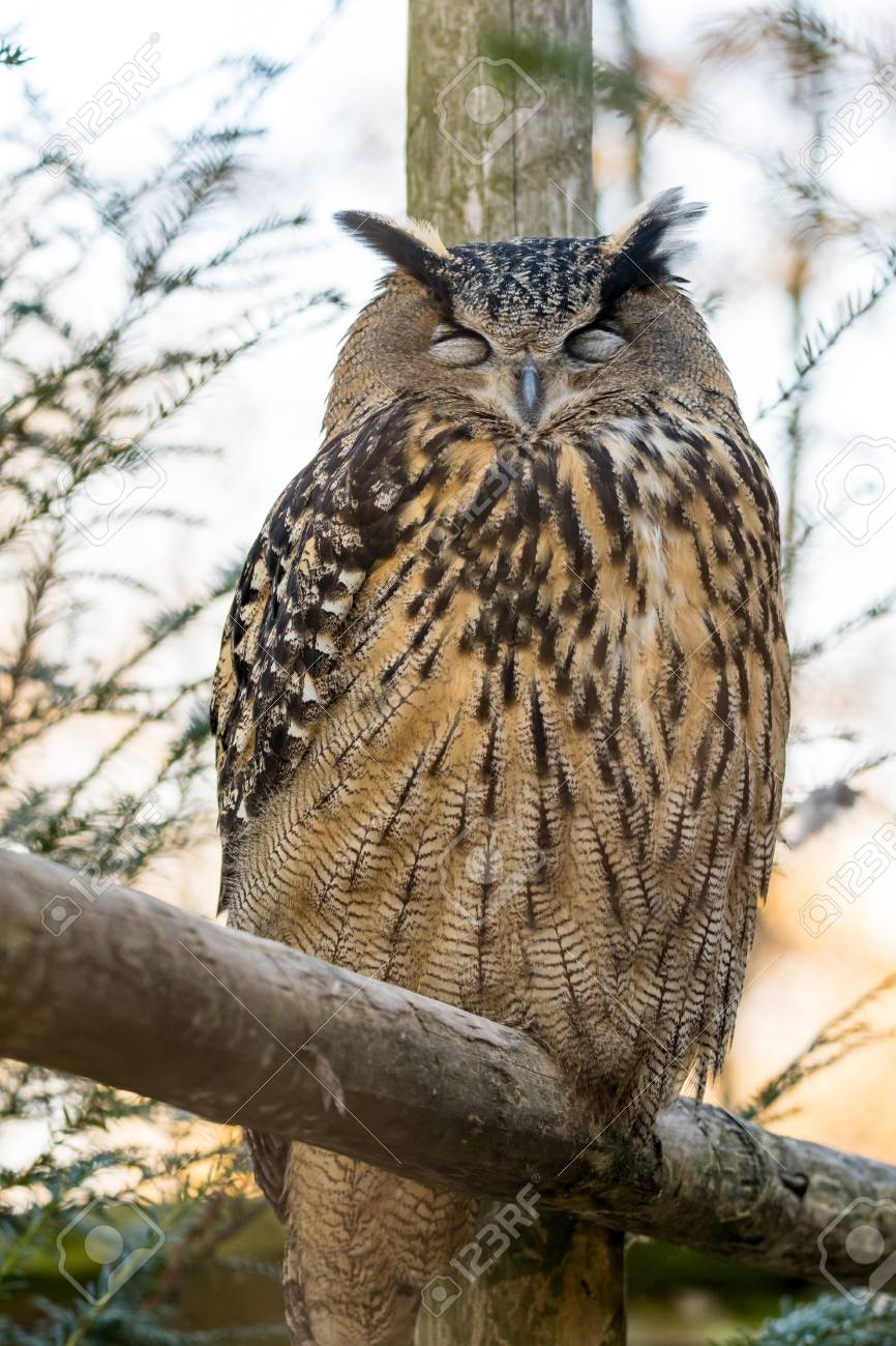 木の上にフクロウ3羽 木の上にフクロウ3羽 3羽