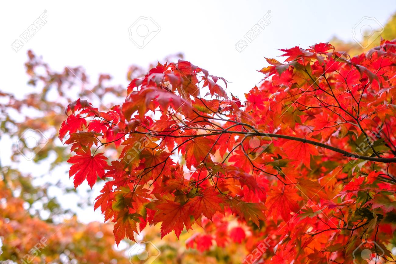 カエデの木がある葉のツリー カラフルなメープルの木 赤い紅葉の季節秋の公園 秋のシーズンの日本での色を変更します の写真素材 画像素材 Image