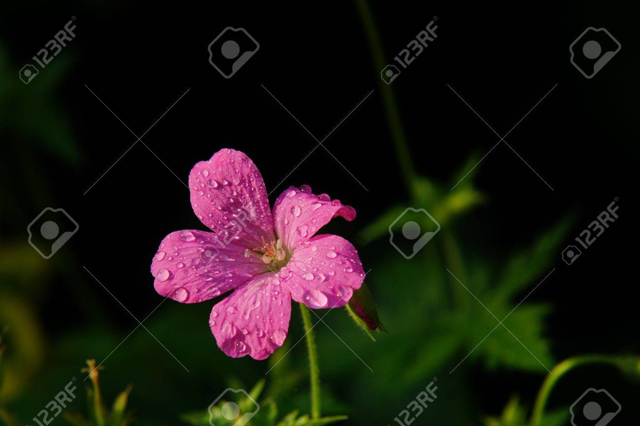 etiam-dictum-ipsum-a-felis