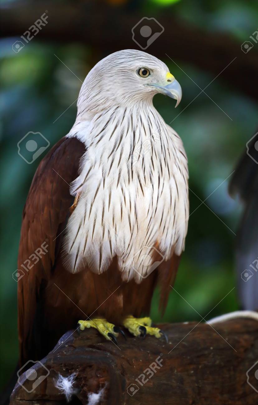 野生の鷹 の写真素材 画像素材 Image