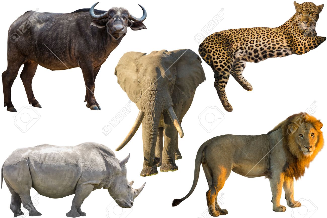 african big five animals buffalo elephant leopard white rhino