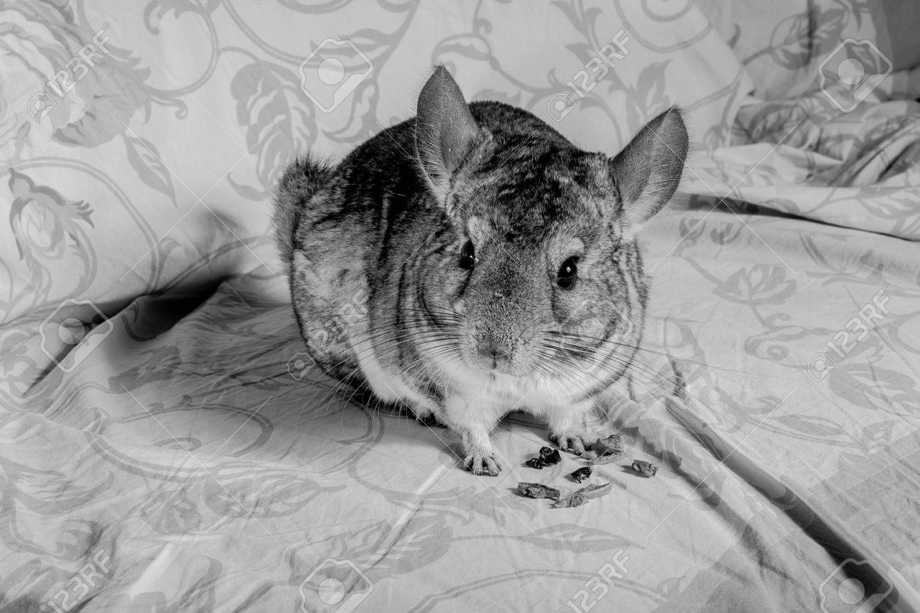 black and white chinchilla