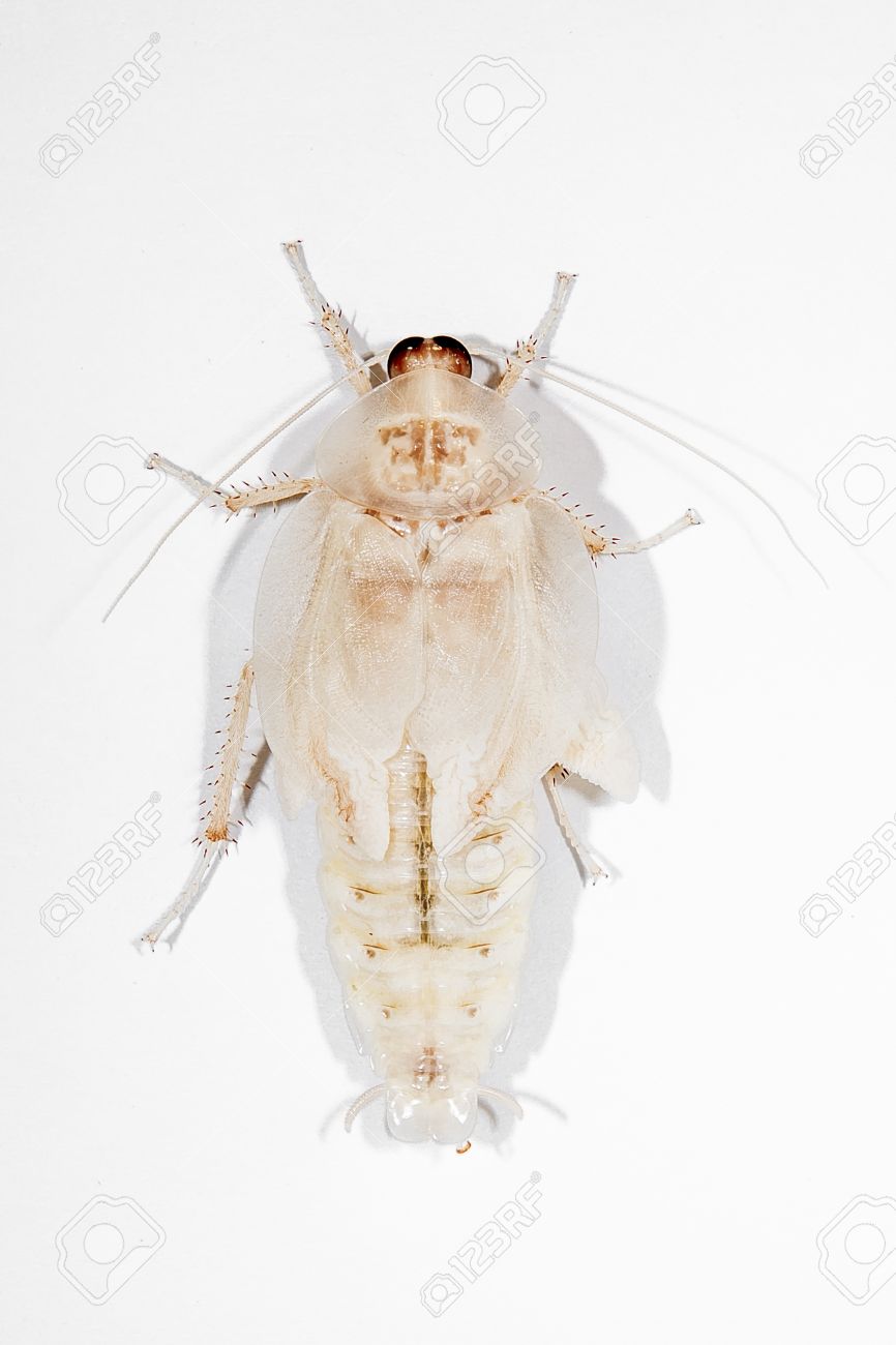 A が死亡頭ゴキブリ 死亡頭ゴキブリのクローズ アップ このゴキブリが変更された 白い 白い背景上に分離 の写真素材 画像素材 Image