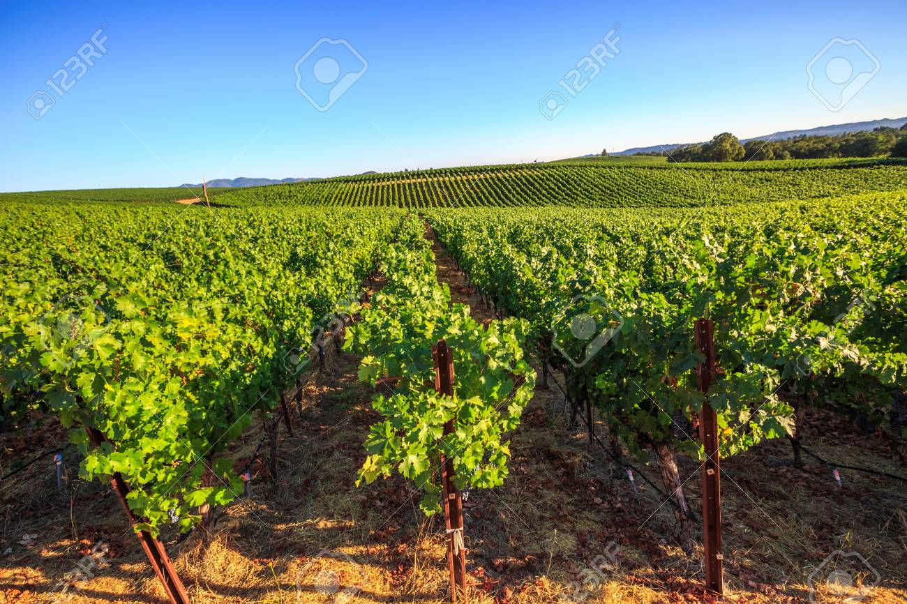 ナパバレー カリフォルニア州北部のサンフランシスコ湾岸地区のぶどう畑 ナパ バレーは 主要なワイン産地のアメリカ合衆国と世界の主要なワイン産地のひとつです の写真素材 画像素材 Image