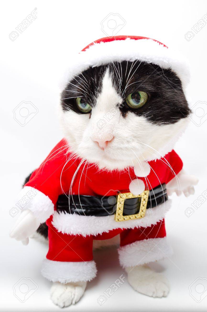 Ruse Chat Noir Et Blanc Du Père Noël Robe Debout Sur Fond Blanc Studio Concept De Vacances De Noël à La Verticale Regardant à Gauche