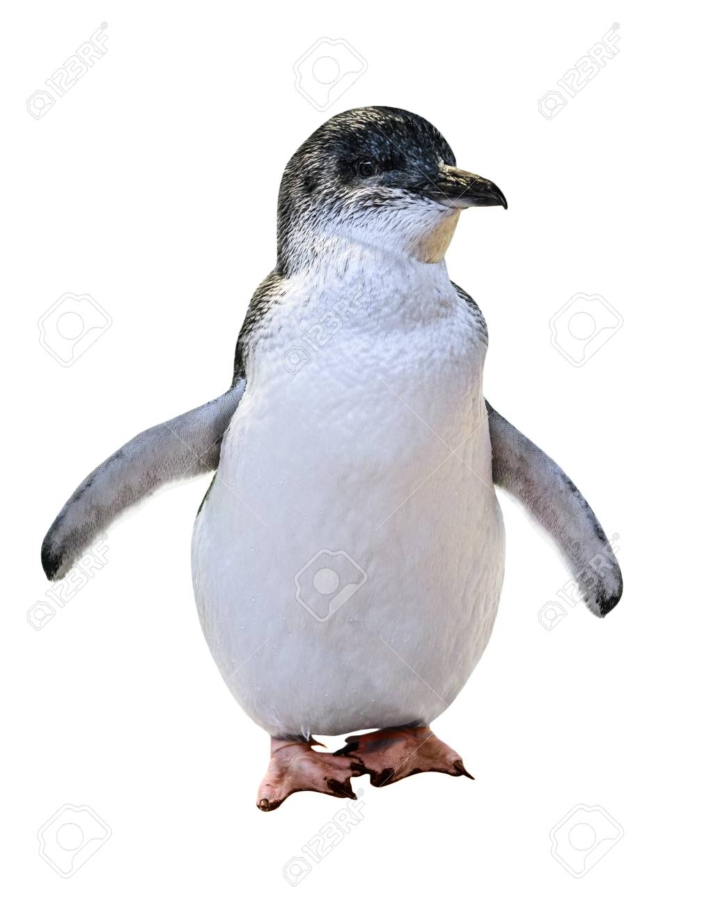 白い背景に孤立した立っているリトルオーストラリアペンギン 正面図 オーストラリアのペンギンは フィリップ島 ペンギン島 ブルニー島の島々で有名です の写真素材 画像素材 Image 白い背景に孤立した立っているリトルオーストラリアペンギン 正面図 オーストラリアのペンギンは フィリップ島 ペンギン島 ブルニー島の島々で有名です の写真素材 画像素材 Image