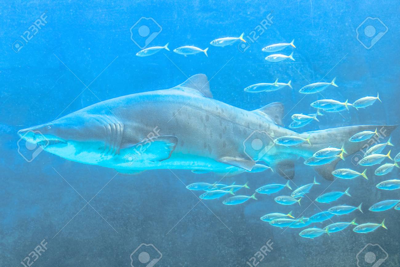 underwater big great white