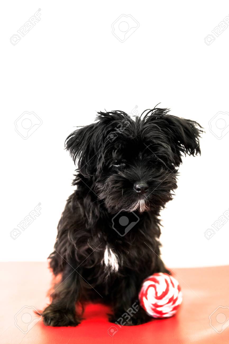 cane corso dog breed