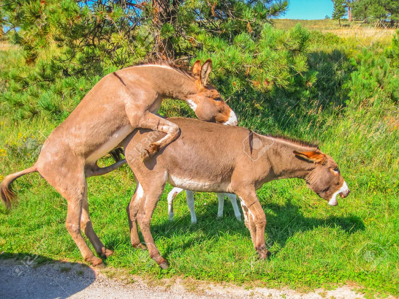 Side View Of Wild Donkeys Mating At Black Hills National Forest, South  Dakota, United States. Summer Season In A Sunny Day. Stock Photo, Picture  and Royalty Free Image. Image 115857073.