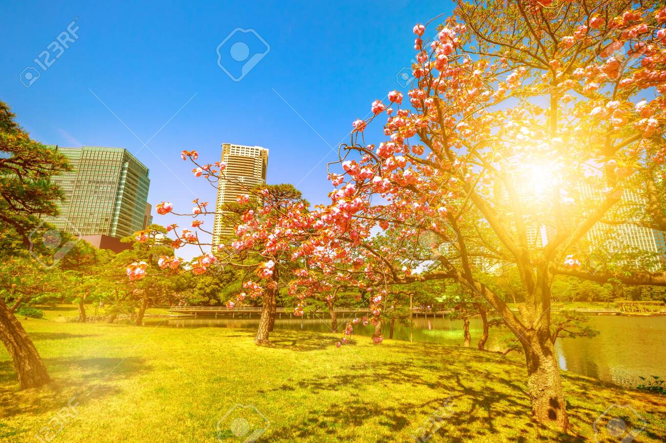 Blossoming Cherry Tree In Hamarikyu Gardens Tokyo Chuo District Stock Photo Picture And Royalty Free Image Image