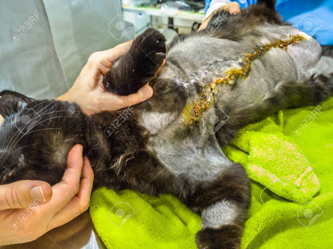 Taking Care And Disinfecting The Incision Wound After A Mastectomy Surgery In A Cat Pet Care Examination And Medication The Wound With Stitches Stock Photo Picture And Royalty Free Image Image 138368762