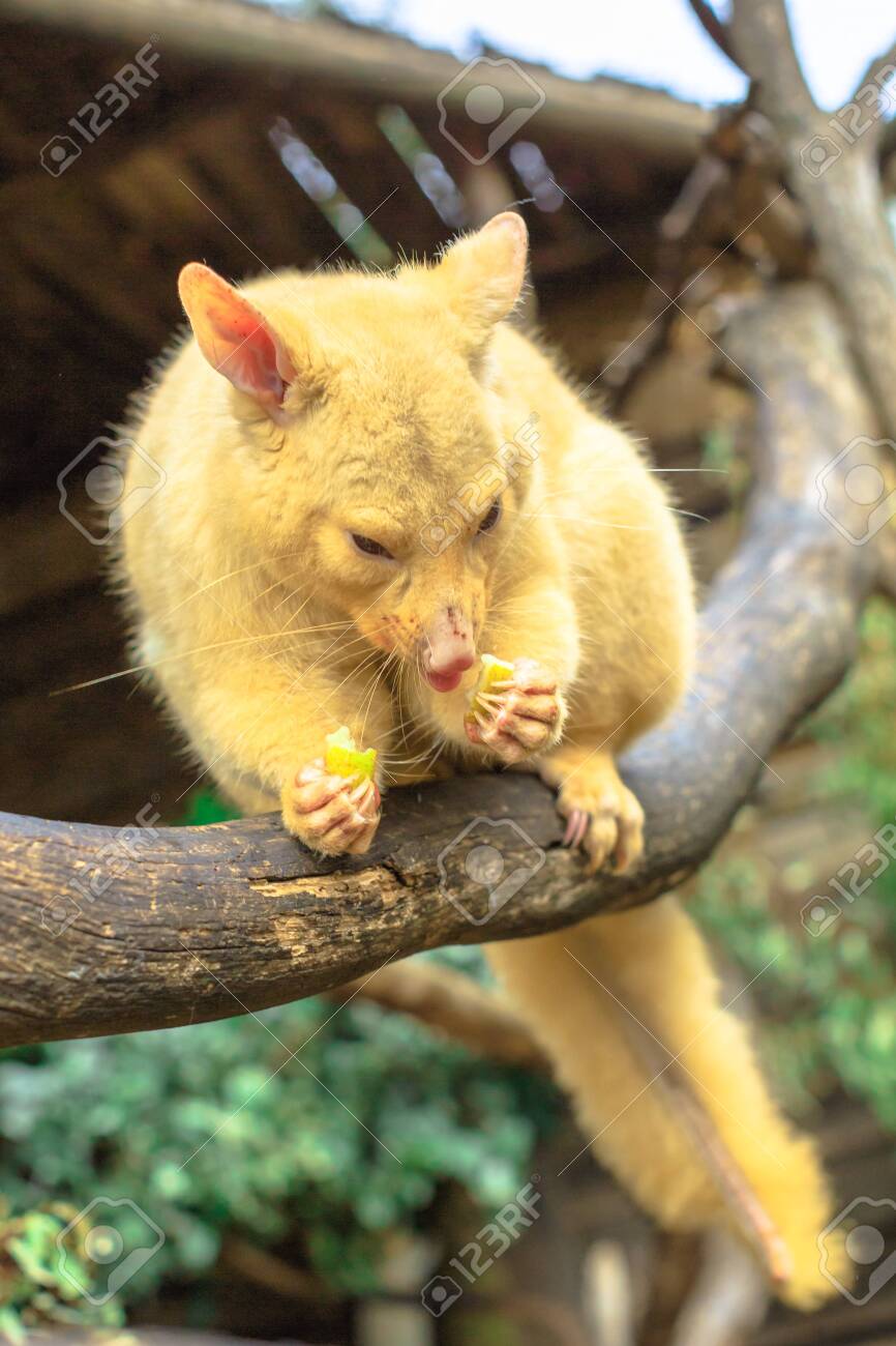 Tree possum