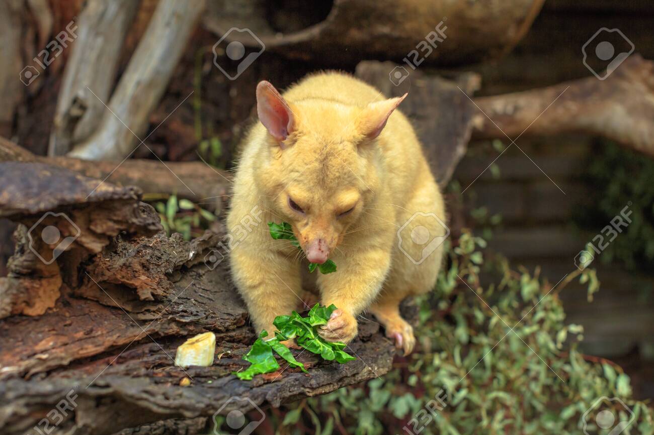 Golden Brushtail Possum Eating Grass The Color Is A Genetic Stock Photo Picture And Royalty Free Image Image