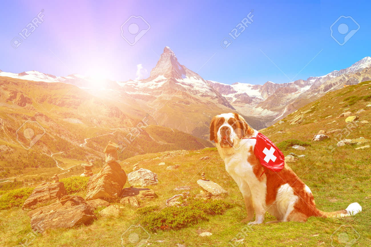 st bernard first aid dog