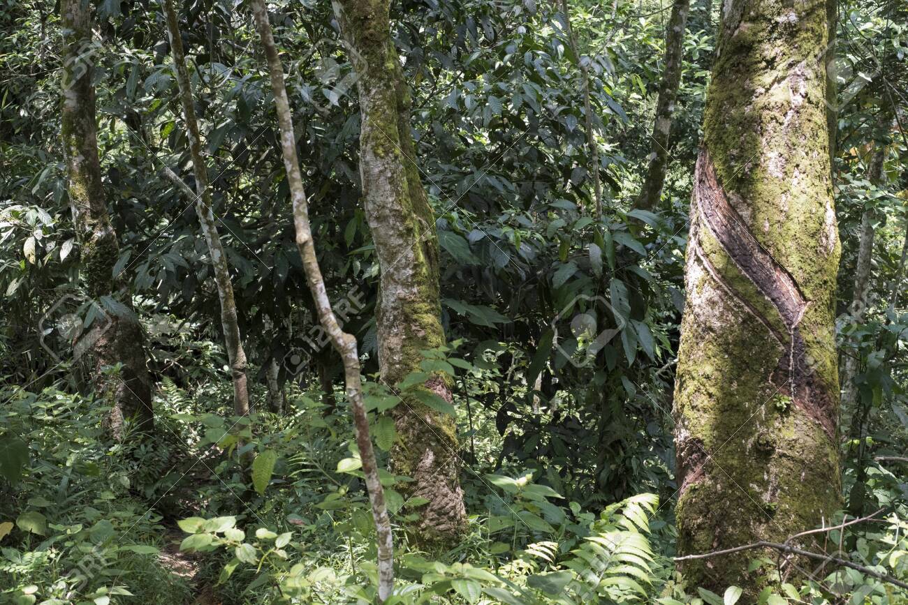 Rubber Plantation In Sumatra, Indonesia Stock Photo, Picture and Royalty Free Image. Image 121657008.