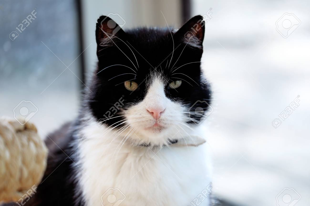 etiam-dictum-ipsum-a-felis