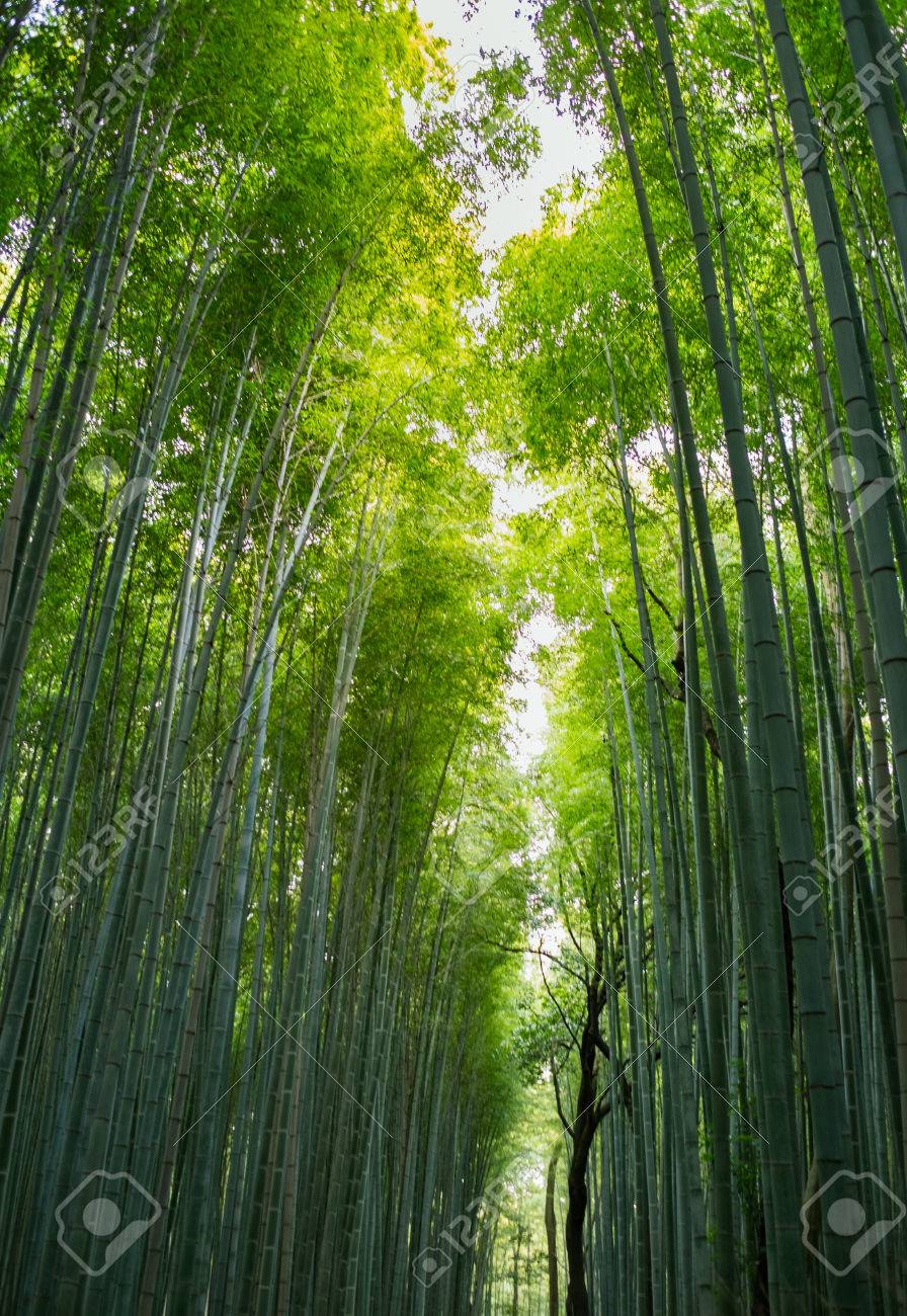 京都嵐山の竹林 の写真素材 画像素材 Image